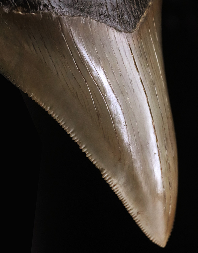 コレクショングレード！史上最大級の海中のモンスター、メガロドンの美麗歯化石（その1）