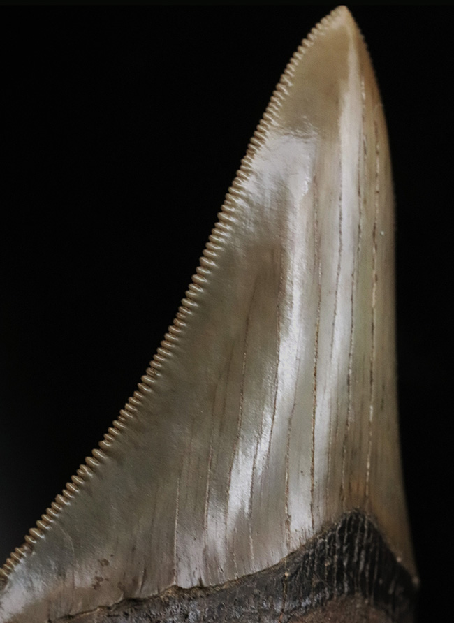 コレクショングレード！史上最大級の海中のモンスター、メガロドンの美麗歯化石（その10）