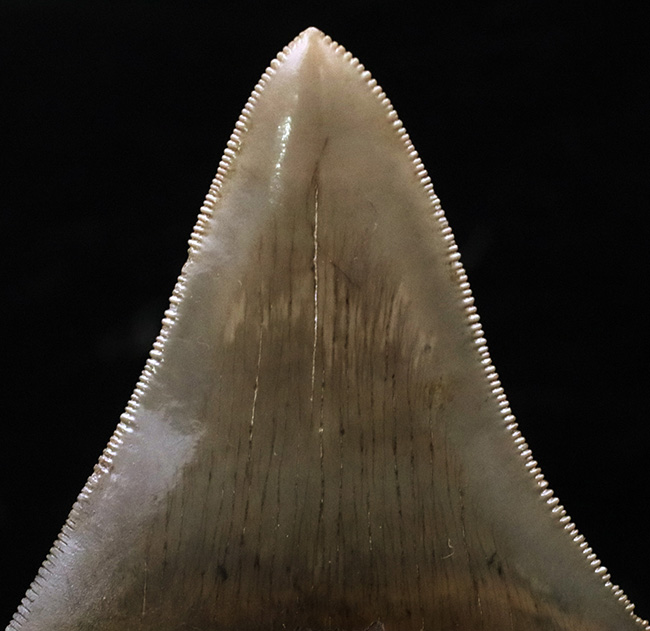 コレクショングレード！史上最大級の海中のモンスター、メガロドンの美麗歯化石（その11）