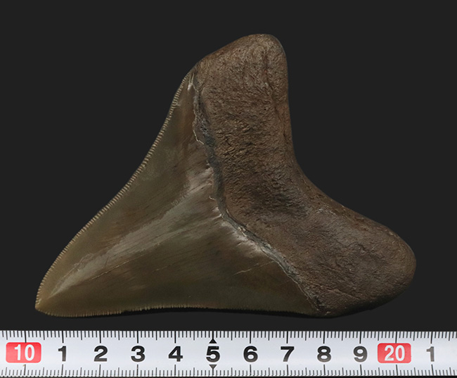 コレクショングレード！史上最大級の海中のモンスター、メガロドンの美麗歯化石（その13）