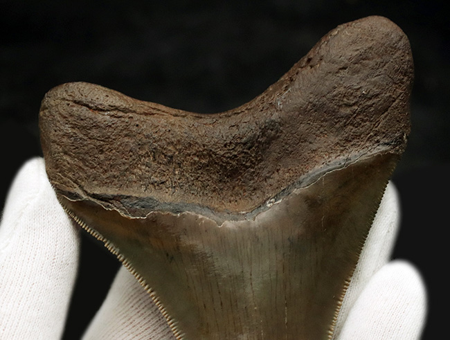 コレクショングレード！史上最大級の海中のモンスター、メガロドンの美麗歯化石（その5）