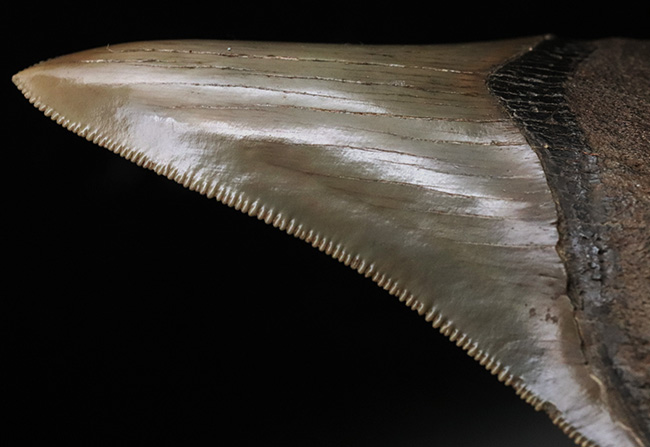コレクショングレード！史上最大級の海中のモンスター、メガロドンの美麗歯化石（その9）