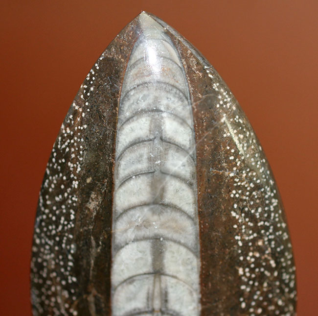 展示場所に困らないコンパクトサイズ、隔壁の模様が明瞭に保存されている、直角貝ことオルソセラスの殻の化石（その2）