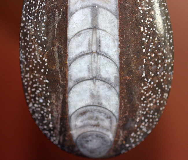展示場所に困らないコンパクトサイズ、隔壁の模様が明瞭に保存されている、直角貝ことオルソセラスの殻の化石（その3）