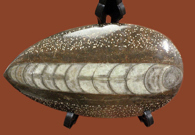 展示場所に困らないコンパクトサイズ、隔壁の模様が明瞭に保存されている、直角貝ことオルソセラスの殻の化石（その4）