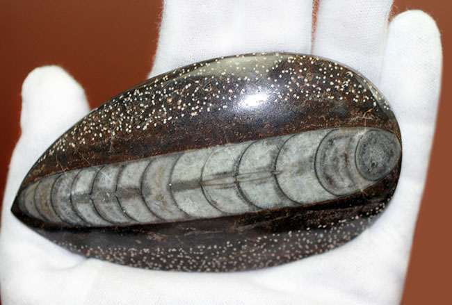 展示場所に困らないコンパクトサイズ、隔壁の模様が明瞭に保存されている、直角貝ことオルソセラスの殻の化石（その5）