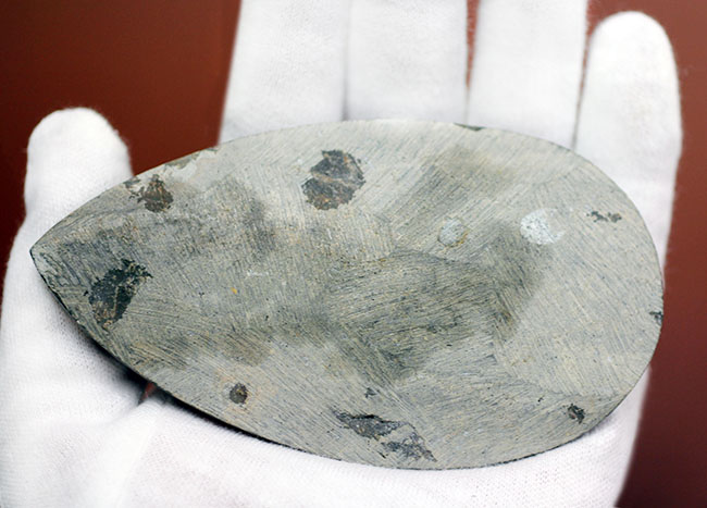 展示場所に困らないコンパクトサイズ、隔壁の模様が明瞭に保存されている、直角貝ことオルソセラスの殻の化石（その6）