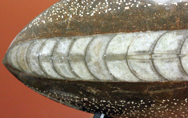 展示場所に困らないコンパクトサイズ、隔壁の模様が明瞭に保存されている、直角貝ことオルソセラスの殻の化石（その7）
