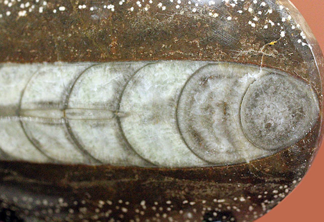 展示場所に困らないコンパクトサイズ、隔壁の模様が明瞭に保存されている、直角貝ことオルソセラスの殻の化石（その8）