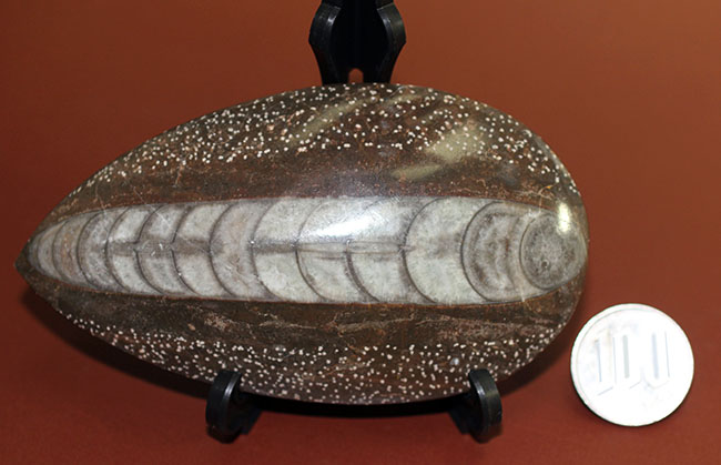 展示場所に困らないコンパクトサイズ、隔壁の模様が明瞭に保存されている、直角貝ことオルソセラスの殻の化石（その9）