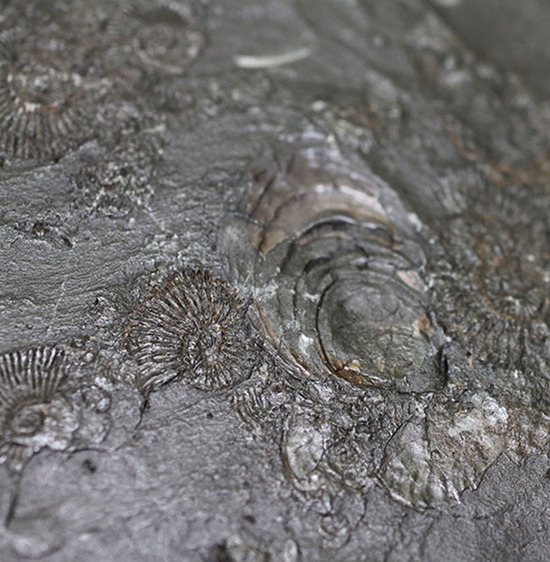 人気の黒ジュラ！ドイツ・ホルツマーデン産ダクチリオセラスの群集化石(Dactylioceras commune)（その11）