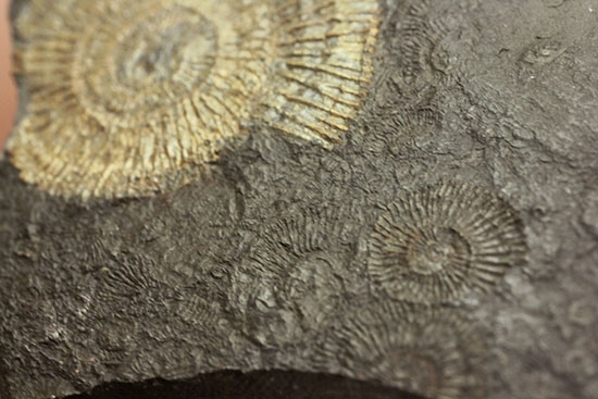 人気の黒ジュラ！ドイツ・ホルツマーデン産ダクチリオセラスの群集化石(Dactylioceras commune)（その14）