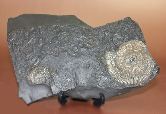 人気の黒ジュラ！ドイツ・ホルツマーデン産ダクチリオセラスの群集化石(Dactylioceras commune)（その9）