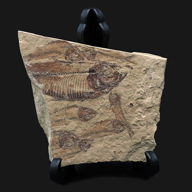 米国ワイオミング州の公式の化石！およそ５０００万年前の古代魚、ナイティアの群集化石（その1）