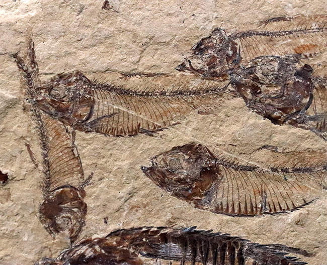 米国ワイオミング州の公式の化石！およそ５０００万年前の古代魚、ナイティアの群集化石（その5）