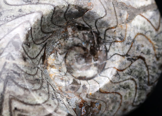 ザ・ゴニアタイト！太いジグザグ模様を御覧ください！メガサイズのゴニアタイト（Goniatite）の化石（その5）
