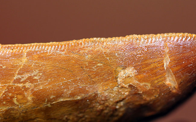 上質のエナメル質と粒が揃ったセレーションにご注目、保存状態良好のカルカロドントサウルスの歯化石（その5）