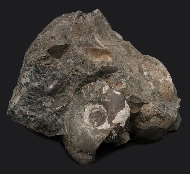 北海道白亜紀の母岩付きアンモナイト（Ammonite）化石。多数のアンモナイトが見られます！（その1）