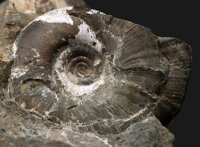 北海道白亜紀の母岩付きアンモナイト（Ammonite）化石。多数のアンモナイトが見られます！（その4）