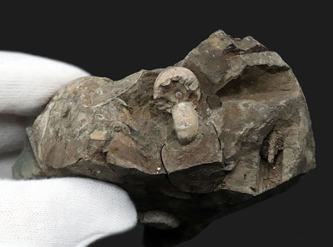 北海道白亜紀の母岩付きアンモナイト（Ammonite）化石。多数のアンモナイトが見られます！（その6）