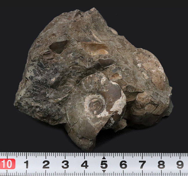 北海道白亜紀の母岩付きアンモナイト（Ammonite）化石。多数のアンモナイトが見られます！（その7）