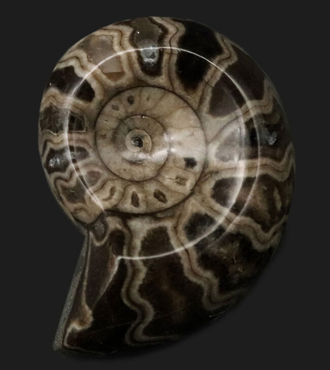 北海道アンモナイト（Ammonite）のハーフカット標本（その1）