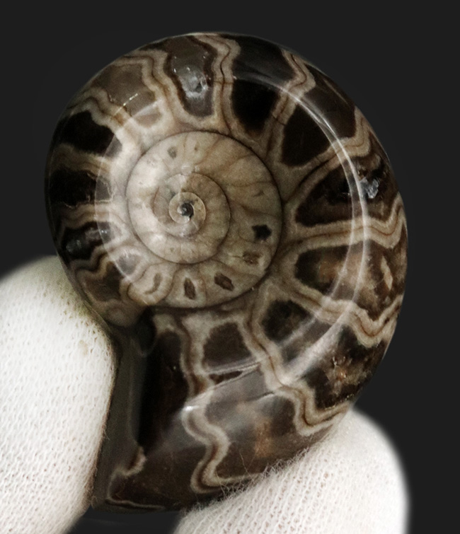 北海道アンモナイト（Ammonite）のハーフカット標本（その2）