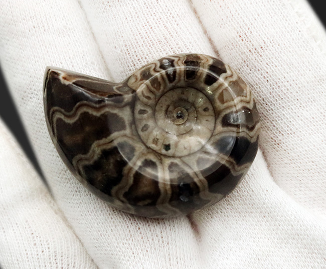 北海道アンモナイト（Ammonite）のハーフカット標本（その3）