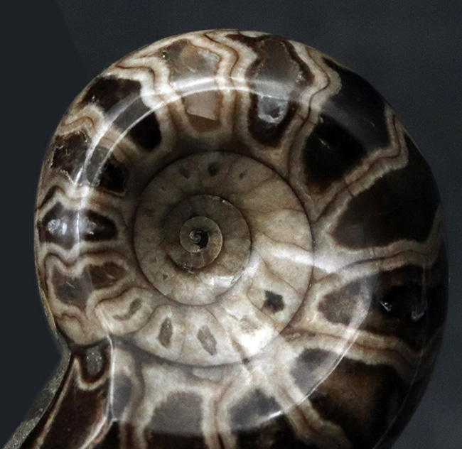 北海道アンモナイト（Ammonite）のハーフカット標本（その4）