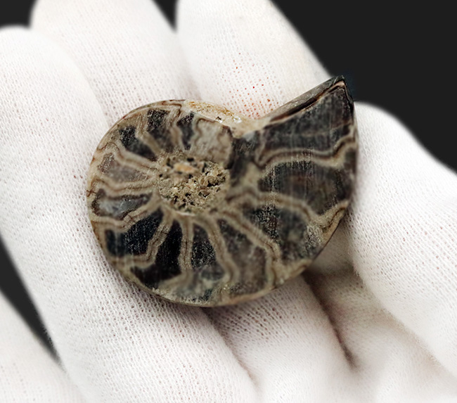 北海道アンモナイト（Ammonite）のハーフカット標本（その5）