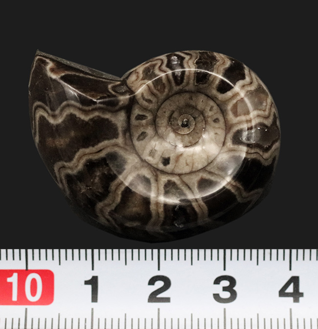 北海道アンモナイト（Ammonite）のハーフカット標本（その6）