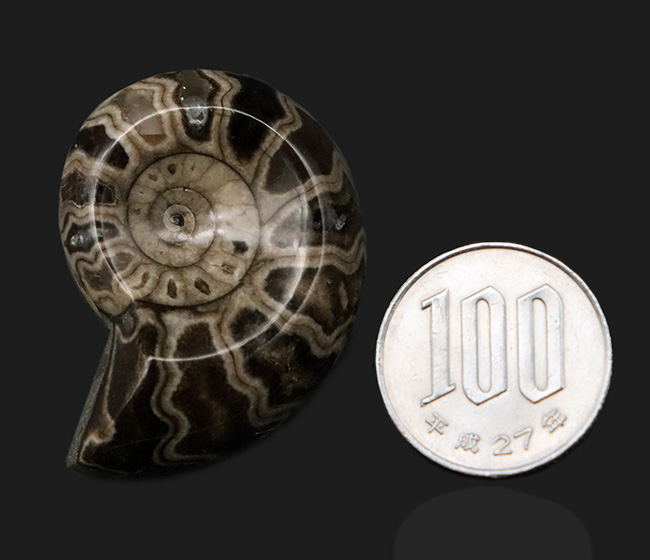 北海道アンモナイト（Ammonite）のハーフカット標本（その7）