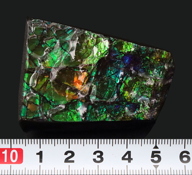 限られた地方でしか採集されない生物起源の宝石、アンモライト（Ammolite）のピース。素晴らしい発色にご注目ください！（その8）