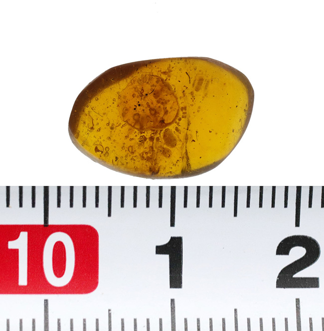 およそ３０００万年の歳月をかけてできた宝石！琥珀の名産地、ドミニカから採集された、虫が封じ込められた琥珀（Amber）（その8）