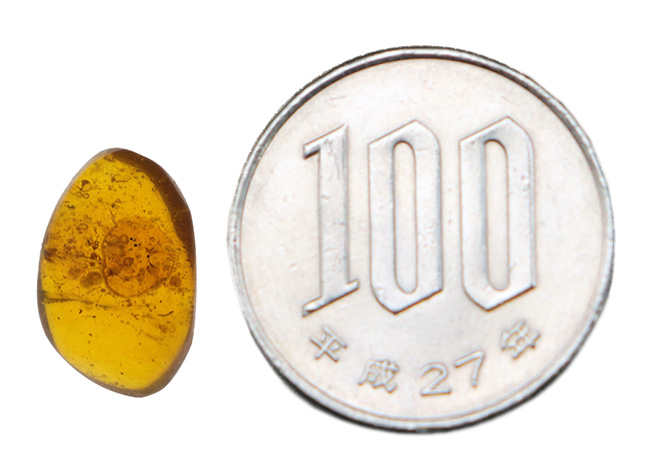 およそ３０００万年の歳月をかけてできた宝石！琥珀の名産地、ドミニカから採集された、虫が封じ込められた琥珀（Amber）（その9）