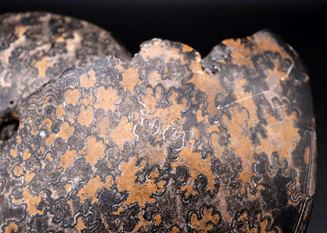 巨大円盤登場！希少なメキシコ産のアンモナイト、プラセンチセラス（Placenticeras）の化石。希少なオールドコレクション（その13）