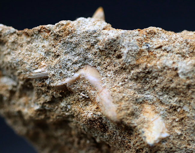 抜群の保存状態！乱杭歯で知られる、首長竜、エラスモサウルス（Elasmosaurus sp.）の歯化石。母岩付き（その7）