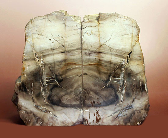 ２面の展示方法ができる古代の木化石、ブラジル産珪化木（ケイカボク）（その1）