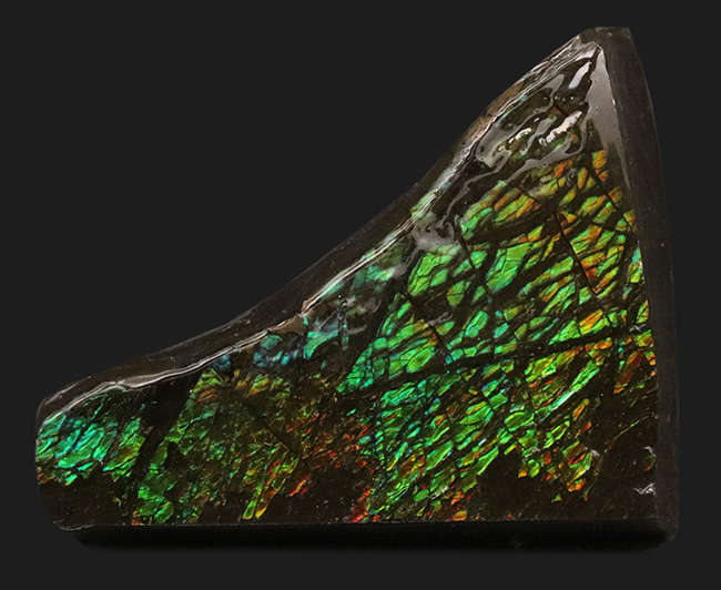 グリーンを中心に素晴らしい色を呈する、一級のアンモ”ラ”イト（Ammolite）のピース（その2）