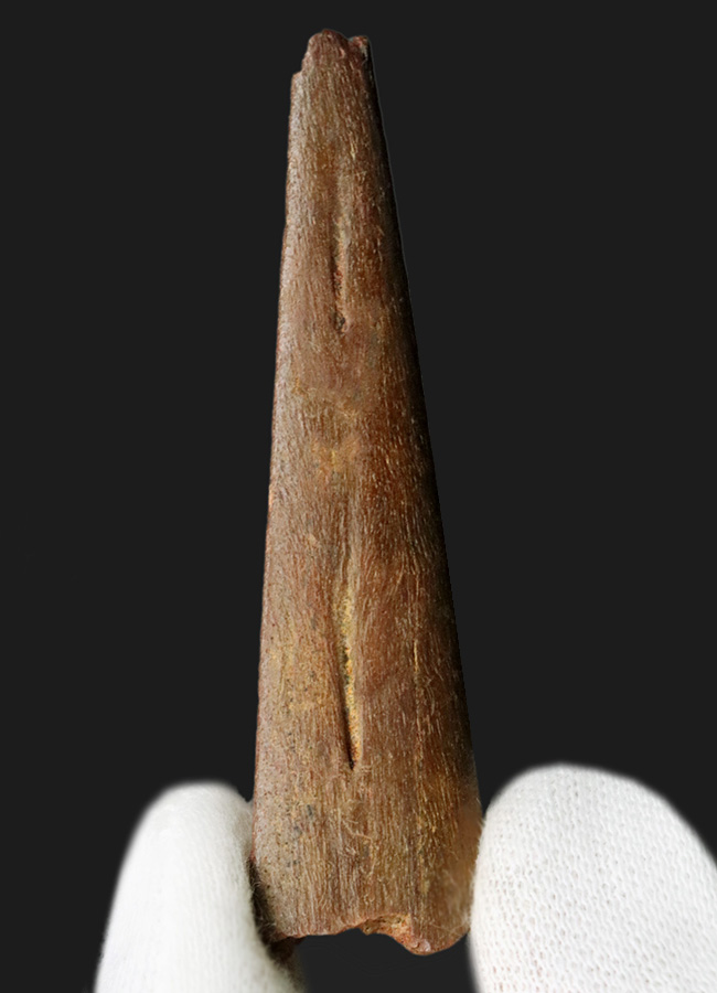 翼竜コレクター必見、最高レベルの希少性！モロッコ産の歯を持たない翼竜のクチバシの先端の化石（その2）