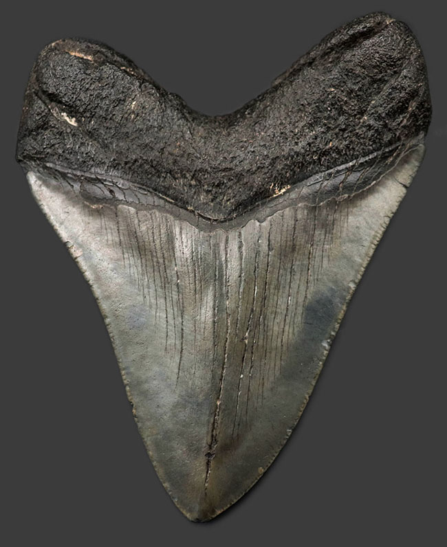 １００％ナチュラル！長辺計測１３０ミリの立派なメガロドン（Carcharocles megalodon）の歯化石（その1）
