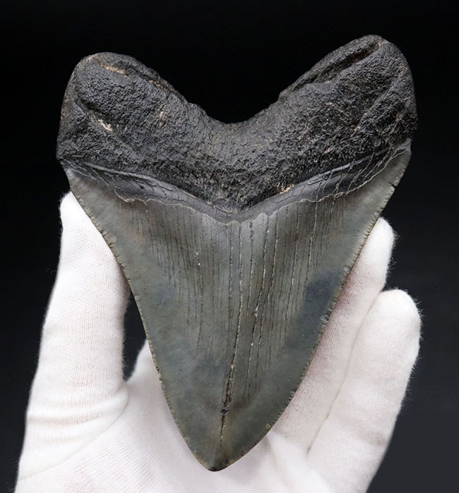 １００％ナチュラル！長辺計測１３０ミリの立派なメガロドン（Carcharocles megalodon）の歯化石（その3）