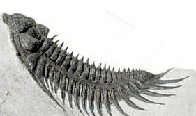 三葉虫サハロプス種（その2）