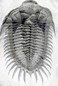 三葉虫サハロプス種（その3）