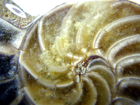 Cymatocerassakalavus（その5）