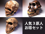 新着化石