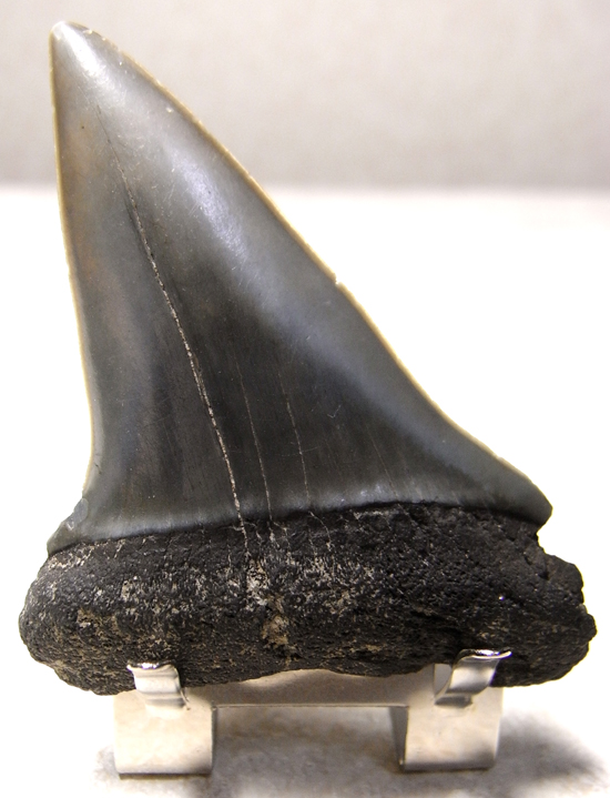 レア化石！サメ界の宝石イスルスの巨大歯（その1）