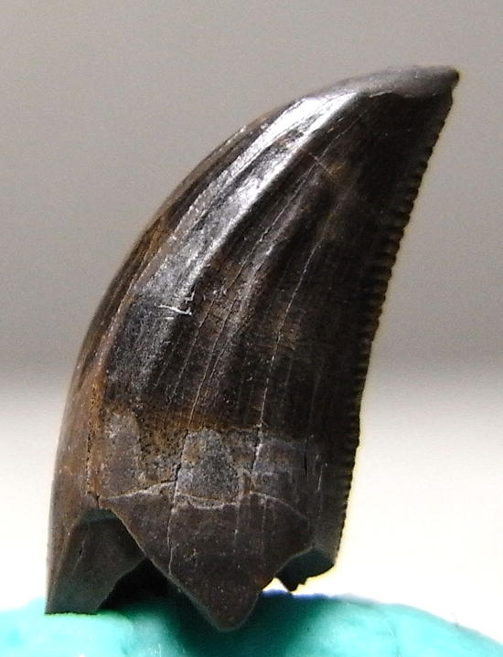 ドロマエオサウルスの歯（その3）