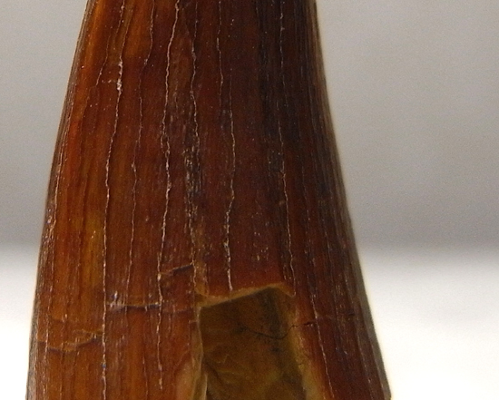 古代ワニの化け物：サルコスクスの歯（その5）