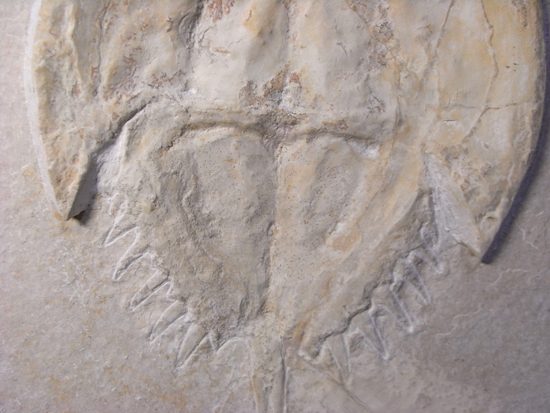 生きた化石カブトガニの祖先：メソリムルス（その2）